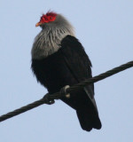 Seychelles Blue-Pigeon
