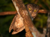 Bare-legged Scops Owl