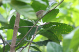 Seychelles Brush-Warbler