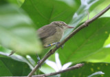 Seychelles Brush-Warbler