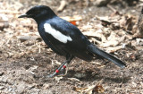 Seychelles Magpie-Robin