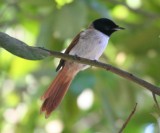 Seychelles Paradise-Flycatcher