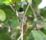 Seychelles Paradise-Flycatcher