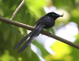 Seychelles Paradise-Flycatcher