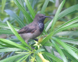Seychelles Sunbird
