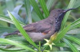 Seychelles Sunbird