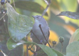 Seychelles White eye