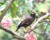 Common Myna