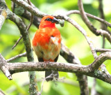 Madagascar Red Fody (male)