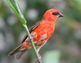 Madagascar Red Fody (male)