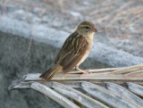 Seychelles Fody (female)