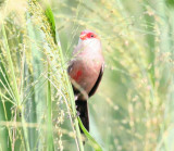 Common Waxbill