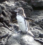 Galpagos Penguin