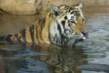 MIKE VI