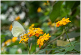 2007 Bronx Zoo June  Great Southern White