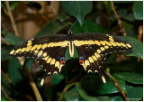 2007 Bronx Zoo June Giant Swallowtail