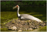 2007 Bronx Zoo June Crane