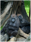 2007 Bronx Zoo June  Gorilla 3