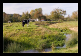 Mechelen, grazing