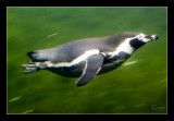 Humboldt penguin under water