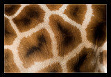 Giraffe, skin pattern