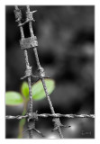 Barbed wire