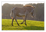 Grévy Zebra