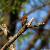 Eastern Bluebird