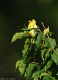 Goldfinch 2