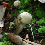 Mushroom