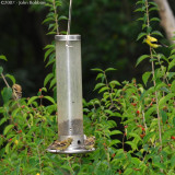 Goldfinch Gang