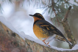 Varied Thrush