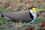 Plover