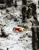 A Crab