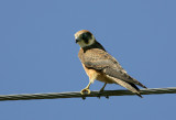 Brown Falcon