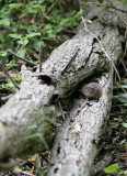 Yellow-footed Antechinus