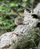 Yellow-footed Antechinus