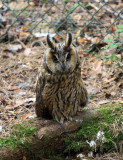 Long-Eared Owl