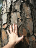 Bark of the ___ tree (Himachal Pradesh, India) (2008)