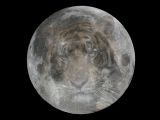 Tiger Moon