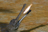 Gharial