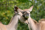Greater Kudu