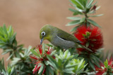 Japanese White eye (Mejito)