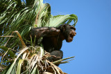 Chimpanzee