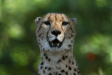 Oringo