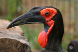 African Ground Hornbill