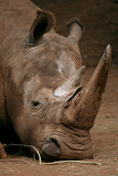 Kruger