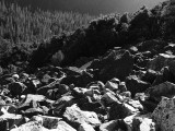 Rocks and trees