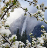 Yosemite Falls through the crabapple tree...same view, different day
