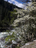 The dogwoods are in bloom!